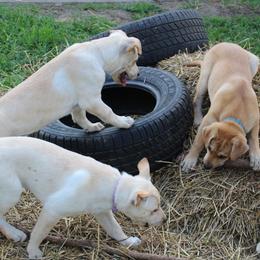 Carolina Dog Puppies from Williams Sweet Carolina