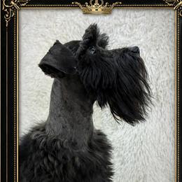 Romeo - Miniature Schnauzer