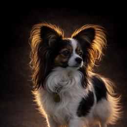 Kimber - Papillon