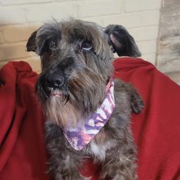 Mittens - Miniature Schnauzer