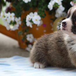 Basset Hound and Pembroke Welsh Corgi Puppies from Northstar Corgis and Basset Hounds