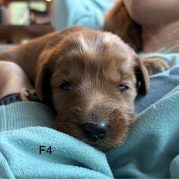 Girl 4 - Red  female Goldendoodle puppy in Mattawan, Michigan from Doodifuldoods
