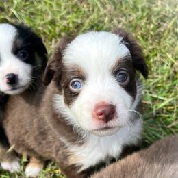 Girl 4 - female Miniature Australian Shepherd puppy in Jenkinsville, South Carolina from Monticello Minis