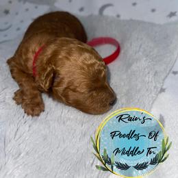 Red Girl - Poodle puppy in Shelbyville, Tennessee from Rains Poodles Of Middle TN