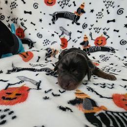 Black and tan dapple - Dapple male Dachshund puppy in West Plains, Missouri from Spring Creek Dachshunds