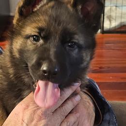 German Shepherd Puppies from Karen Nikirk