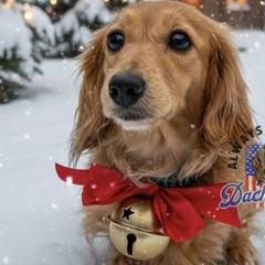Ivy - Dachshund