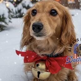 Ivy - Dachshund