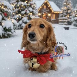 Ivy - Dachshund