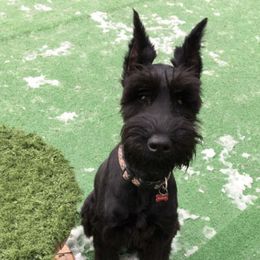 Giant Schnauzer Puppies from Jordan Giant Schnauzers