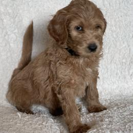 Goldendoodle Puppies from AZ/CO Designer Goldendoodles