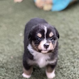 Iris - Black tri female Toy Australian Shepherd puppy in Luling, Texas from Little Wood Toy and Mini Aussies