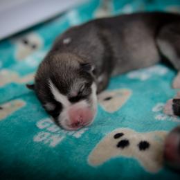 Siberian Husky Puppies from Ivie Huskies
