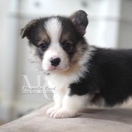 River 3 - Black and tan female Pembroke Welsh Corgi puppy in Straughn, Alabama from Magnolia Creek Corgis