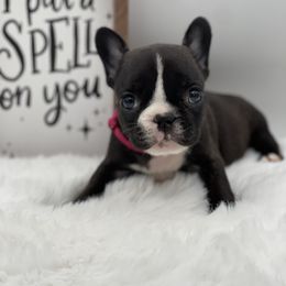 Girl 1 - French Bulldog puppy from Big Daddy Frenchies