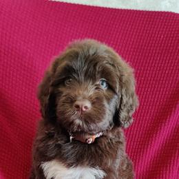 Portuguese Water Dog Puppies from Prized Family Porties
