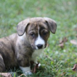 Girl 1 - Brindle and white female Cardigan Welsh Corgi puppy in Buskirk, New York from Hana-K’s Cardigan Welsh Corgis