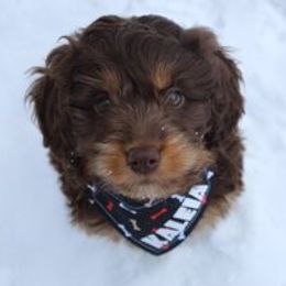 Aussiedoodle Puppies from Old Mills Aussiedoodles