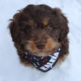 Aussiedoodle Puppies from Old Mills Aussiedoodles