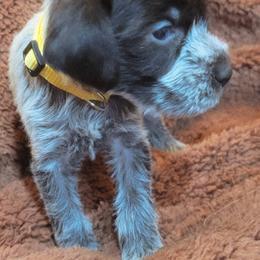 Yellow - Brown and gray female Wirehaired Pointing Griffon puppy in Maiden, North Carolina from Saint Barbara's Wirehaired Pointing Griffons