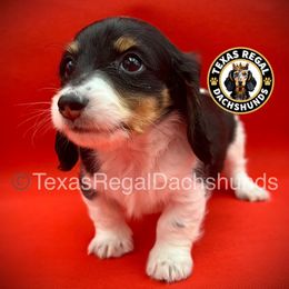 Pecan Pie 2500 - Piebald male Dachshund puppy in Houston, Texas from Texas Regal Dachshunds LLC