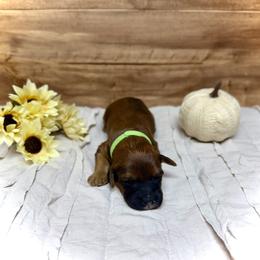 Claus - Brown male Whoodle puppy in Merritt, Michigan from Genesis Family Farm