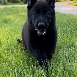 German Shepherd Puppies from Bolwerk’s 3B Acres