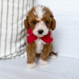 Peter Quill - red collar boy - Apricot male Cavapoo puppy in Melbourne, Florida from Space Coast Doodle Co.