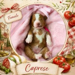 Caprese - Red  female Goldendoodle puppy in Miami, Florida from Jade’s Paws & Co. Of Miami LLC
