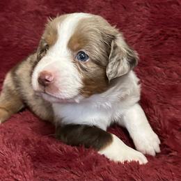 Maui - Red tri male Miniature Australian Shepherd puppy in Grady, Arkansas from KAREN K MCPHERSON
