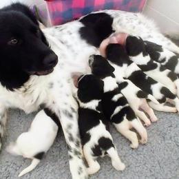 Stabyhoun Puppies from Kennel fan de Wiide Mar Stabyhouns