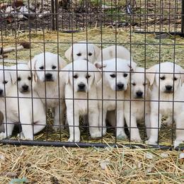 Boy 3 - Labrador Retriever puppy in Priest River, Idaho from Lazy Daisy Labs