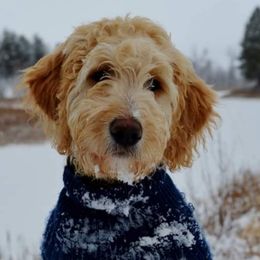 Goldendoodle Puppies from Renegade Doodles