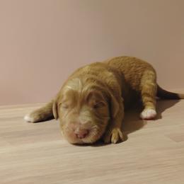 Penny - Caramel red female Labradoodle puppy in Apache Junction, Arizona from Loving Doodle