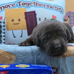 Green - Chocolate male Labrador Retriever puppy in Heath Springs, South Carolina from Rich Hill Retrievers