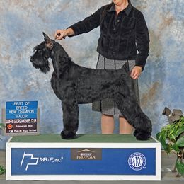 Karma - Giant Schnauzer