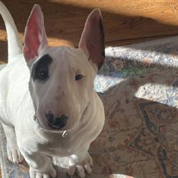 Boy 2 - male Bull Terrier puppy in Colorado Springs, Colorado from Empire Bull Terriers