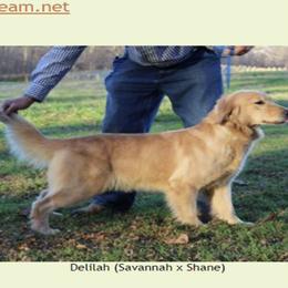 Liliah - Golden Retriever