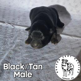 Ulysses - Black male Miniature Australian Shepherd puppy in Jaroso, Colorado from Heaven Sent Aussies