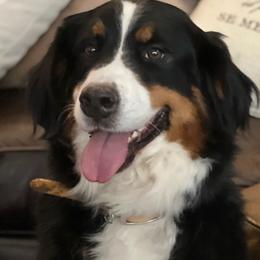 Chelsea (Rose) Bernese Mtn Dog - Bernedoodle