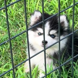 Pia's girl 2 - Black and white female Pomsky puppy in Enid, Oklahoma from Mile Hi Pomskies