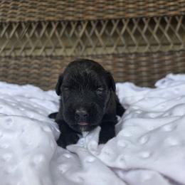 Woody - Black male Bouvier des Flandres puppy in Buffalo, Missouri from Noble Bouviers