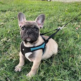 French Bulldog and Rottweiler Puppies from Von Darr Kennels