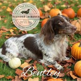 Bentley - Dachshund