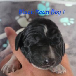 Boy 1 - Black roan male German Shorthaired Pointer puppy in China Township, Michigan from Snell's Superior Kennel Dobermann & GSP