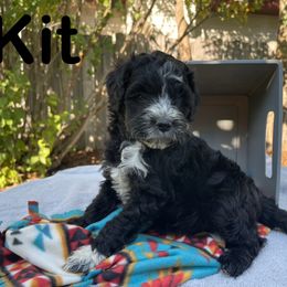 Aussiedoodle, Bernedoodle, Bernese Mountain Dog, and Sheepadoodle Puppies from Draper Mountain Doodles