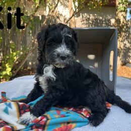 Aussiedoodle, Bernedoodle, Bernese Mountain Dog, and Sheepadoodle Puppies from Draper Mountain Doodles