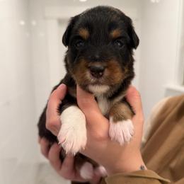 Indy - Black tri female Miniature Australian Shepherd puppy in Hillsboro, Texas from H&J Aussies