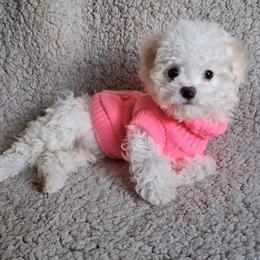 Maltipoo Puppies from Little Cupcakes and Pumkins Maltipoos