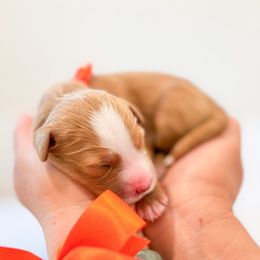 Rainbow Dash - Red female Bernedoodle puppy in Ontario, California from Teddy Doodles & Standard Poodles